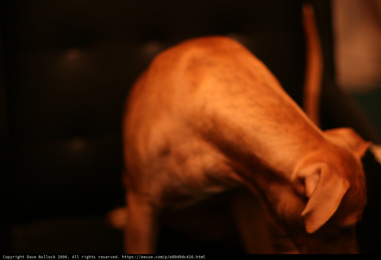 Canine Comfort