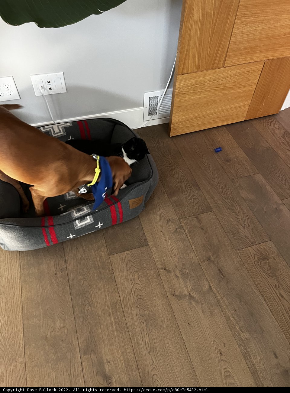 Cozy Canine Retreat