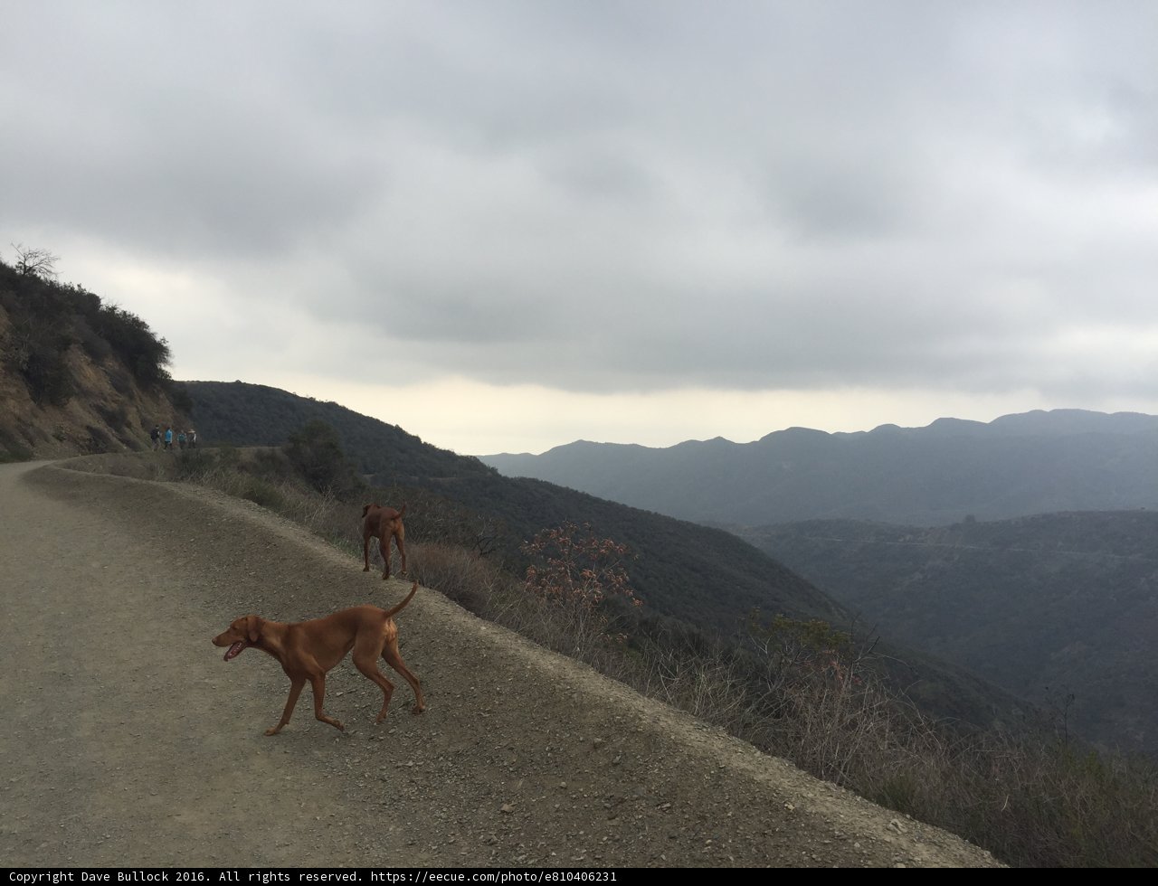 Two Canine Friends Enjoying a Walk in the Mountains