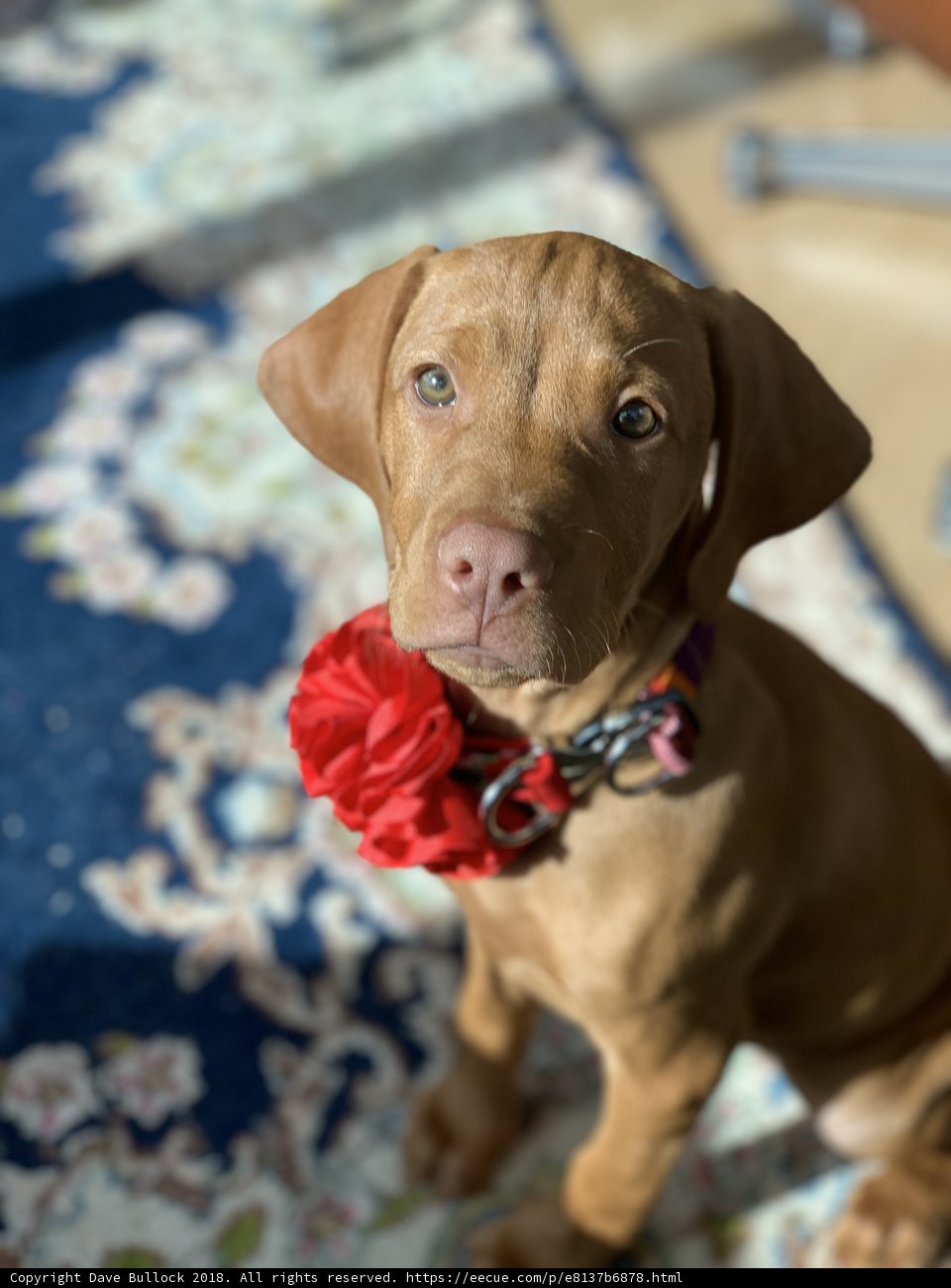 Pretty Pup with a Flower Collar