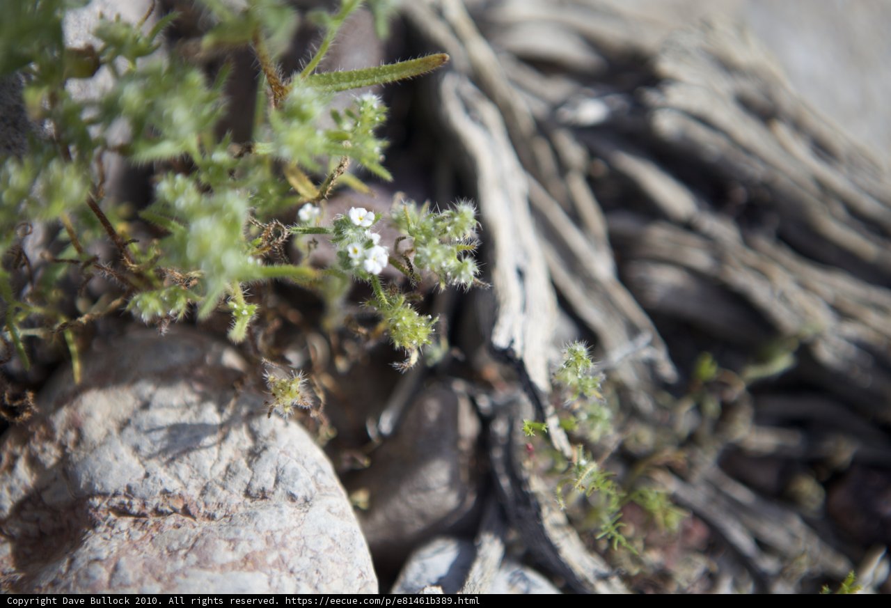 Tiny Wildflower Clinging to Rocky Terrain