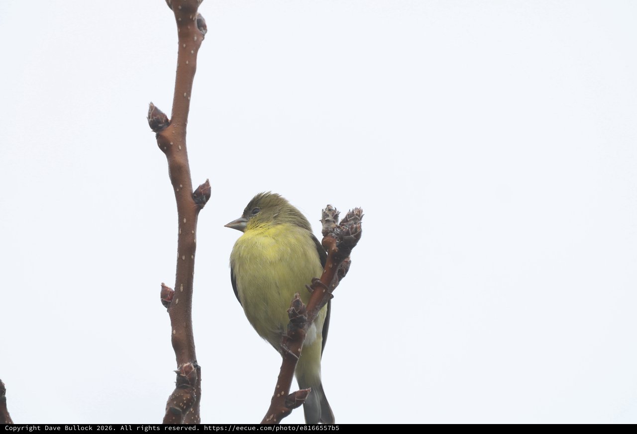 Lesser Goldfinch Perched on Winter Branch
