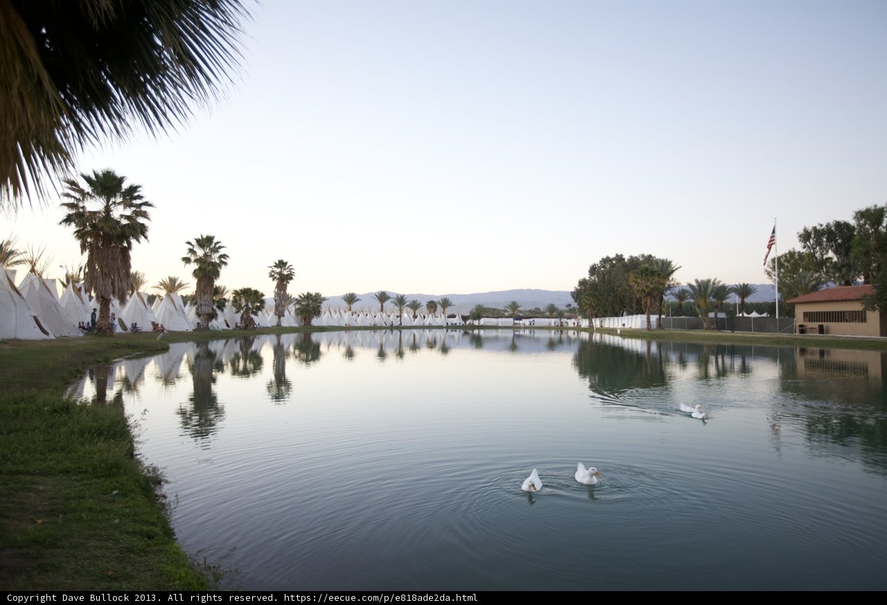Scenic Pond with Swans and Palm Trees