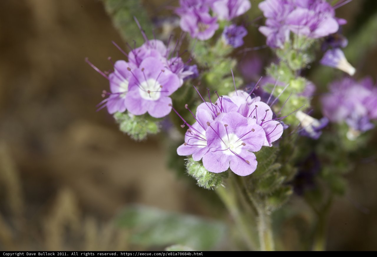 A Burst of Purple Amongst the Desert Browns
