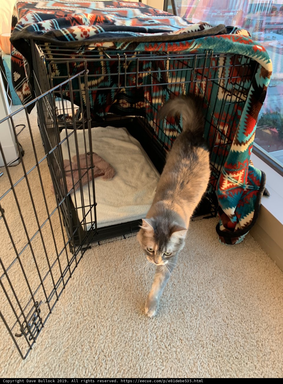 Trapped Feline