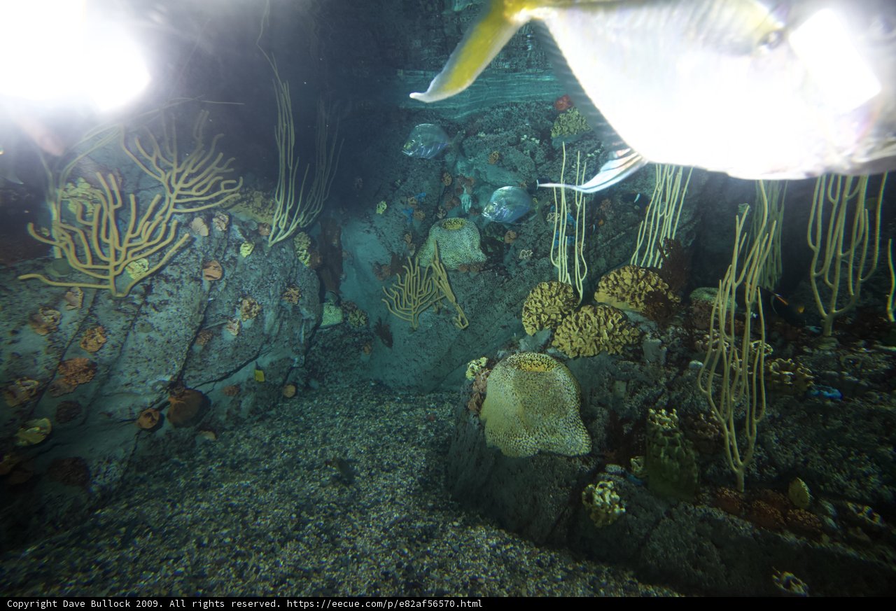 Underwater Serenity