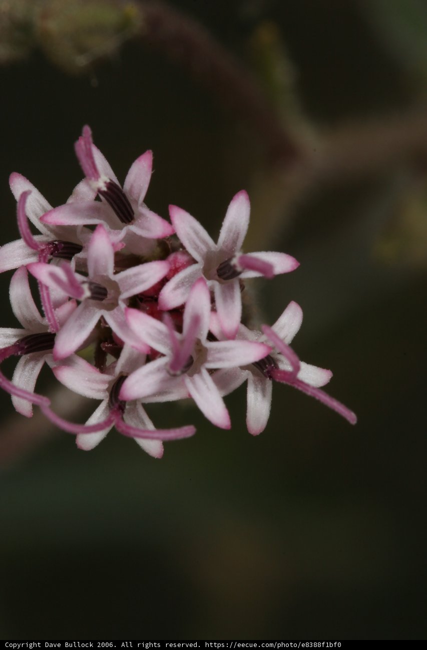 Striped Pink Flower Blossom
