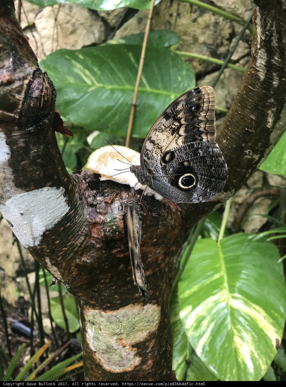 Butterfly of Cancún