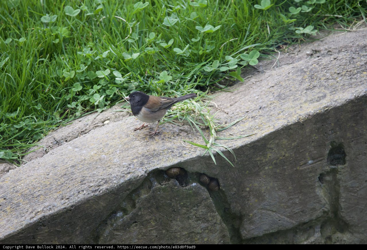 The Solitary Serenade