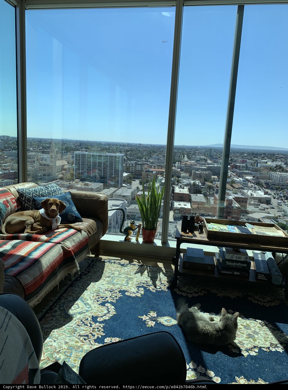 Cozy living room with furry companion