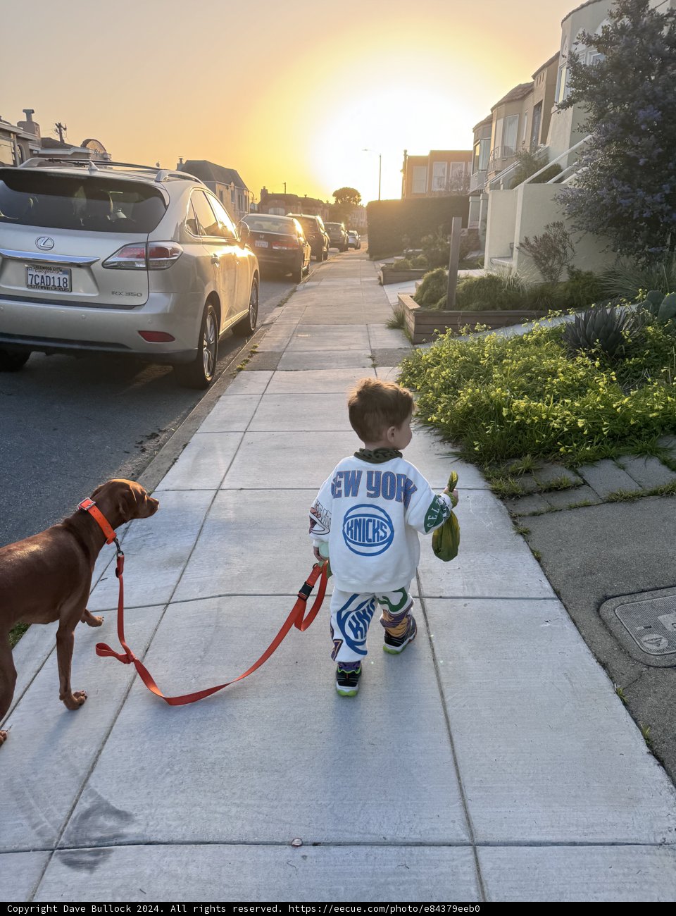 Boy's Best Friend: Casual Days in the Neighborhood
