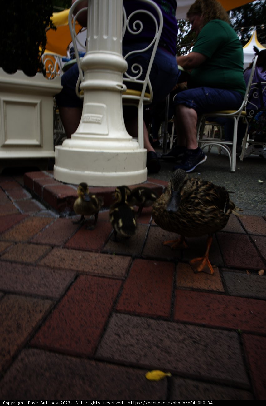Serene Moments at Disneyland