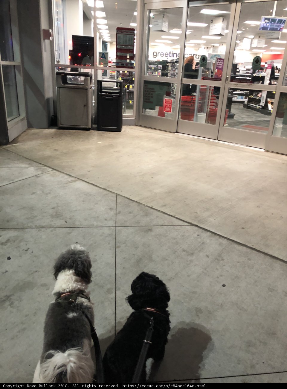 Furry Friends on the Sidewalk