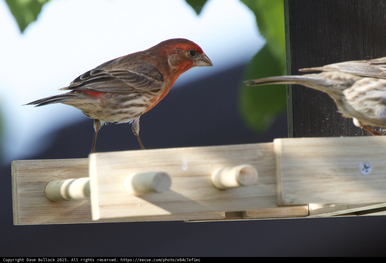 Afternoon Gathering at the Feeder