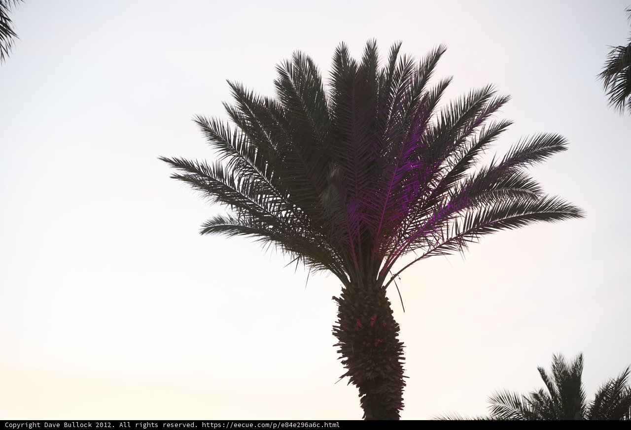 Sunset Palms