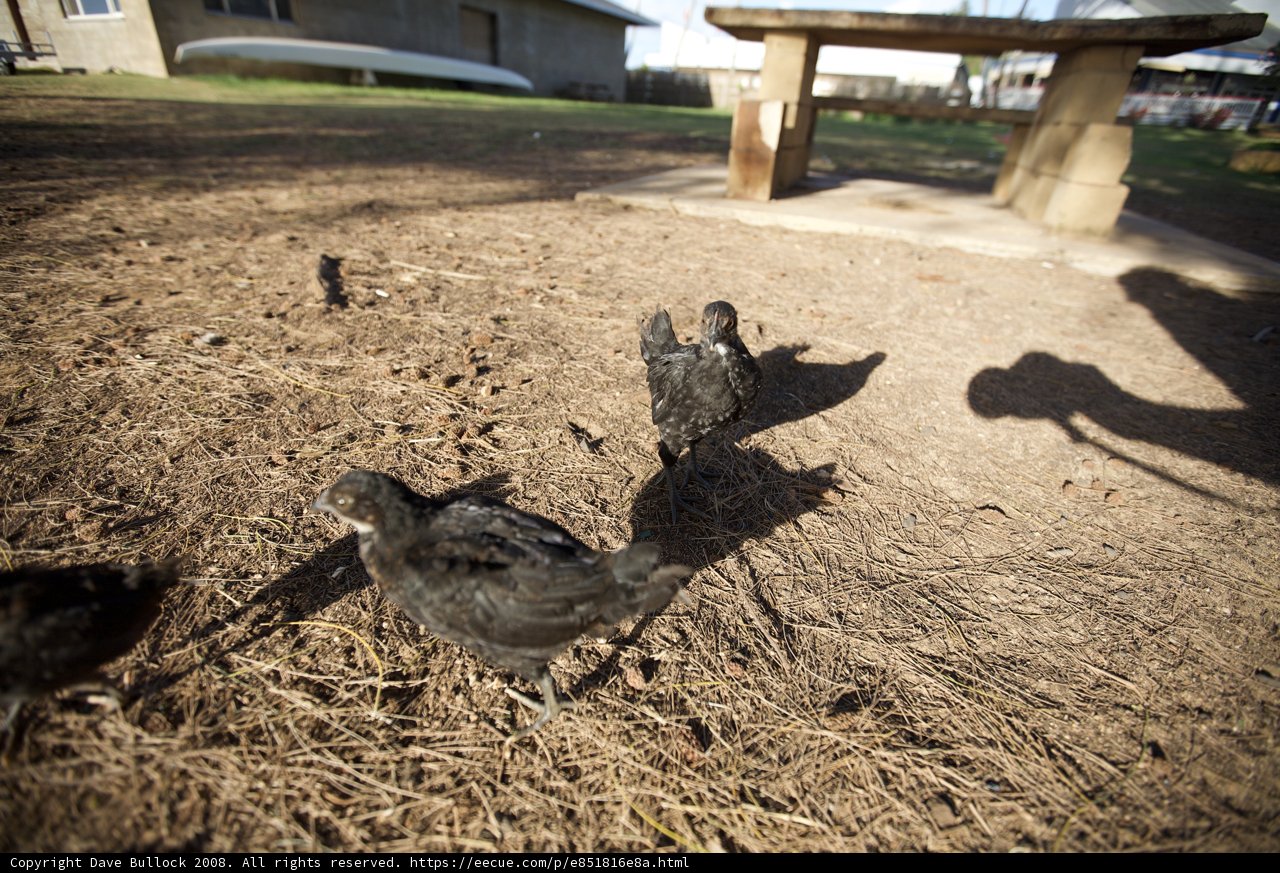 A flock of chickens on the Hawaiian ground