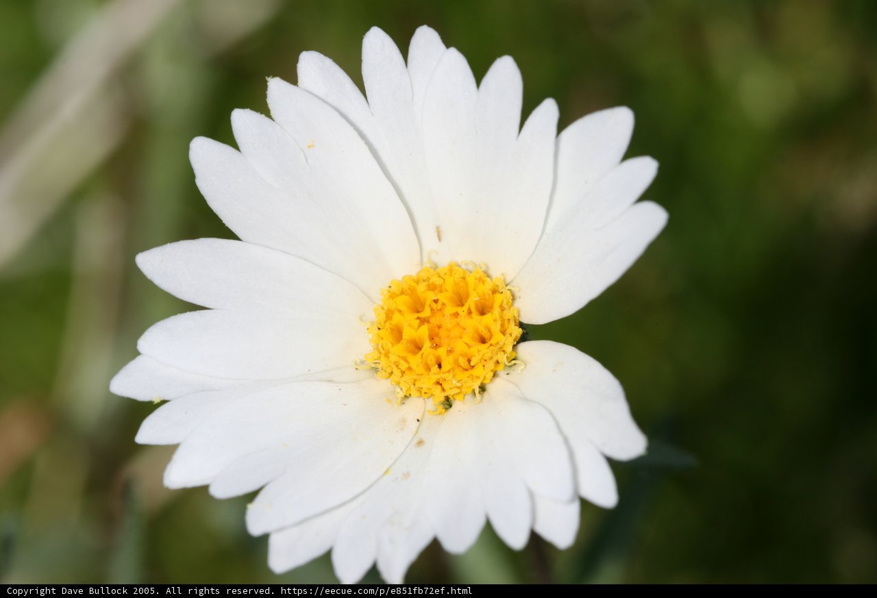 Delicate Daisy in the Grass