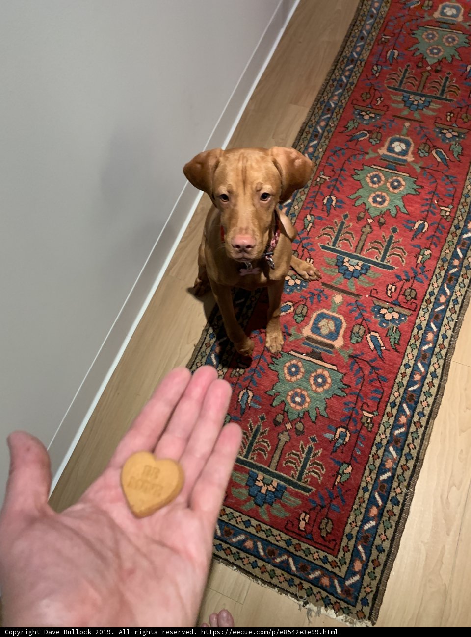 Love from a furry friend