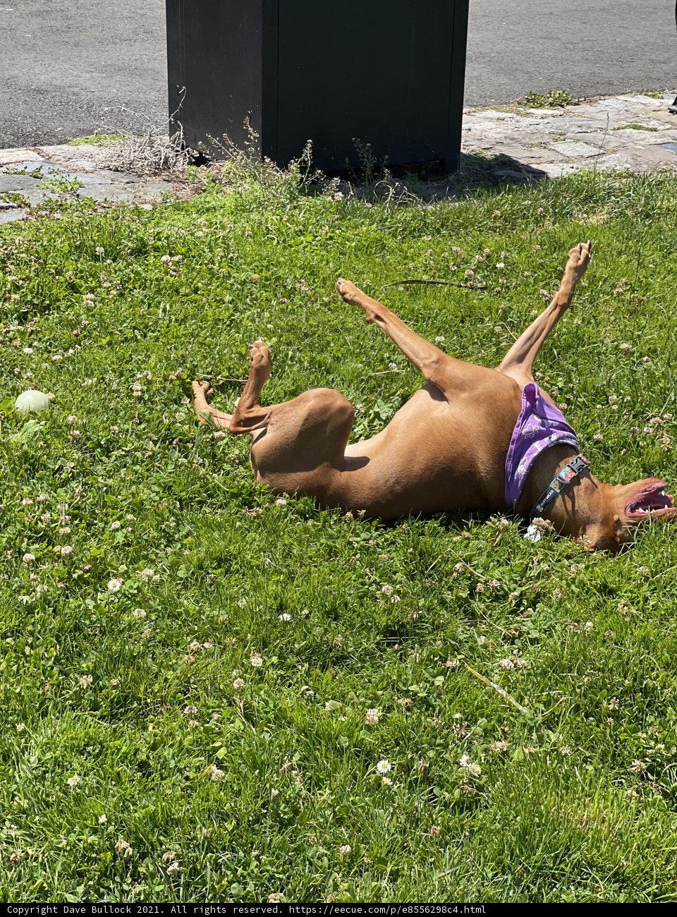Grass-loving Dog with Tennis Ball