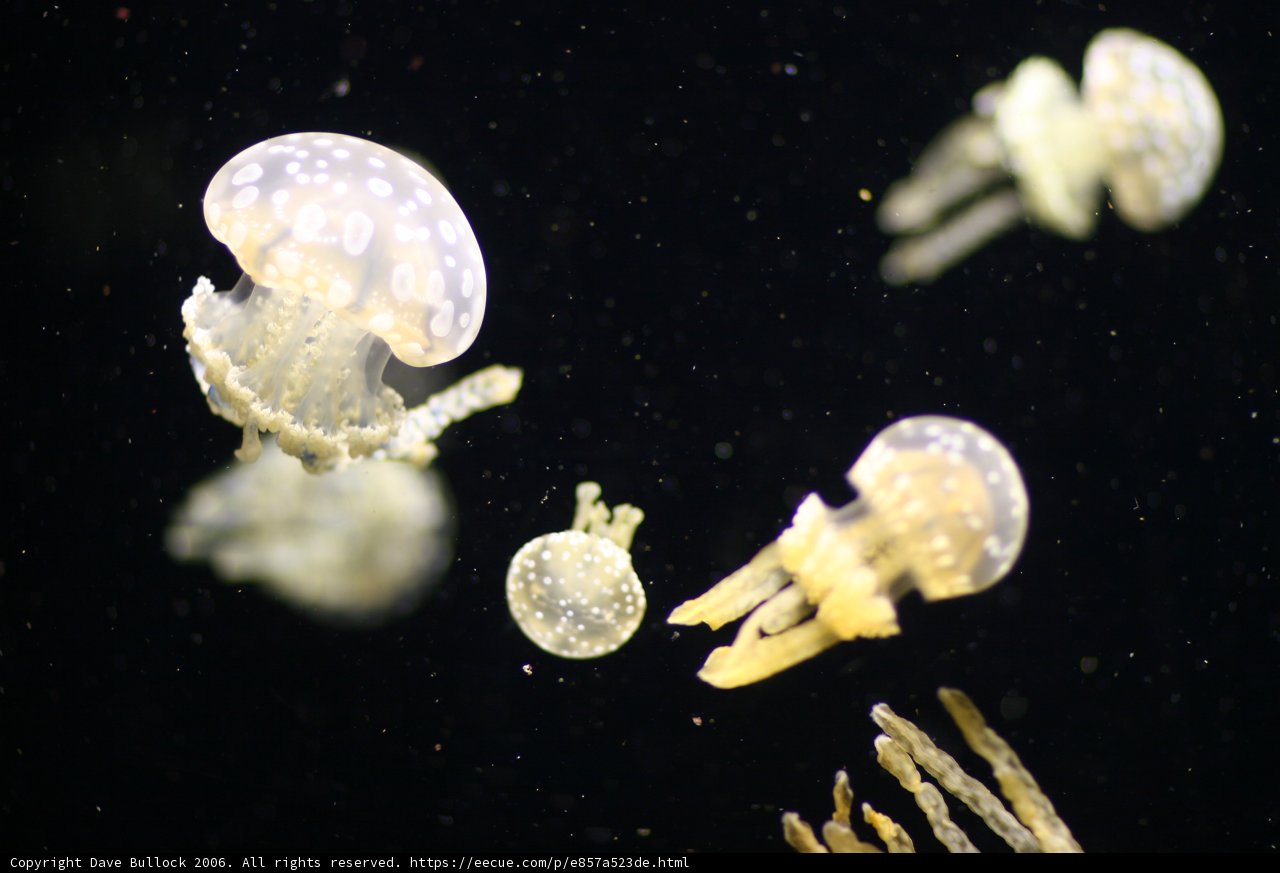 Majestic Jellyfish Wonder in Aquarium