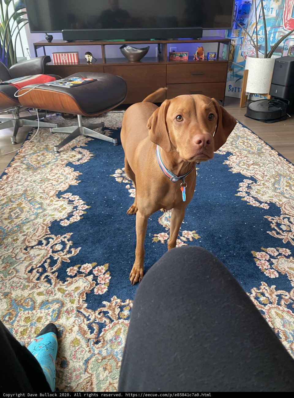 Furry Vizsla in Cozy Living Room