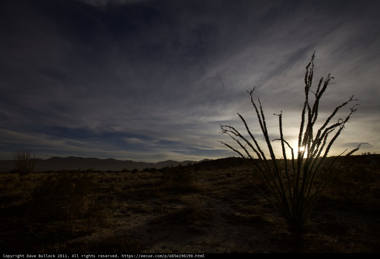 Silhouette of Two Agavaceae Plants against a Sunset Sky