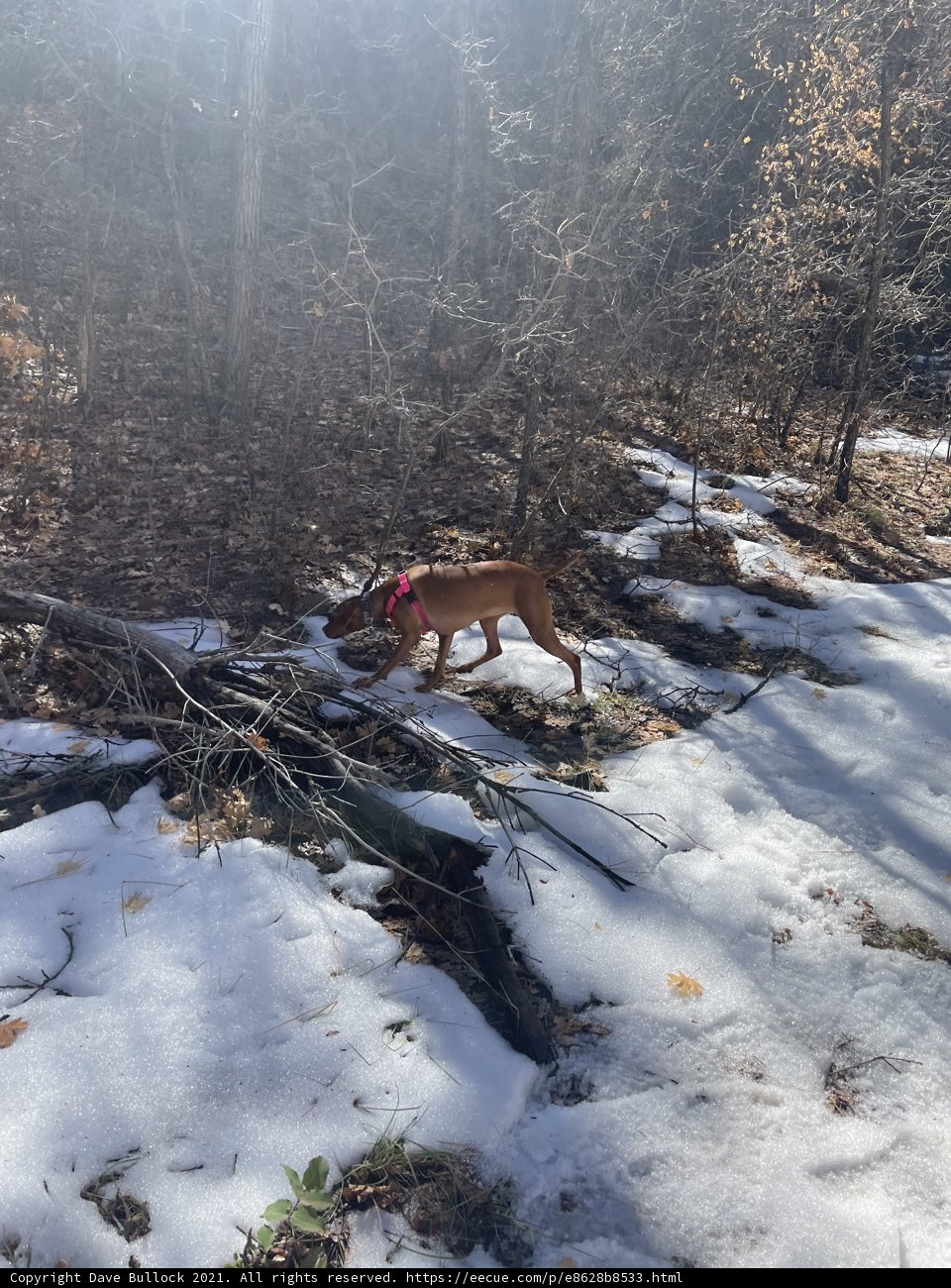 Winter Wanderings in Coconino National Forest