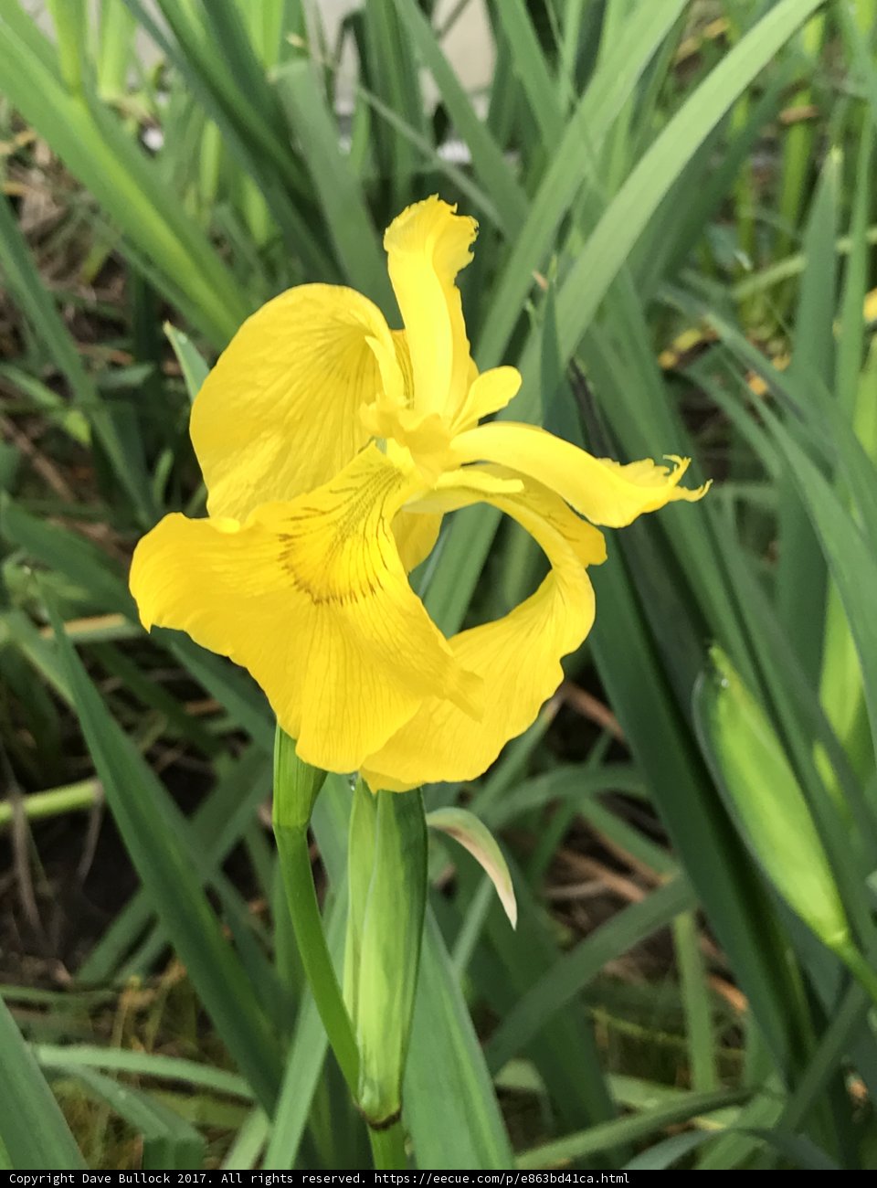 Bright Yellow Iris in the California Sun