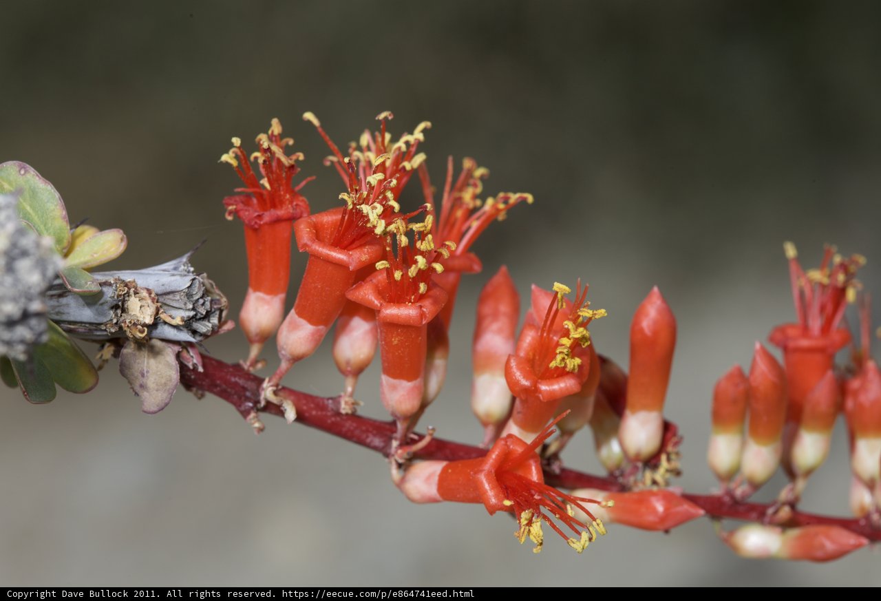 Red Geranium Flowers on a Branch