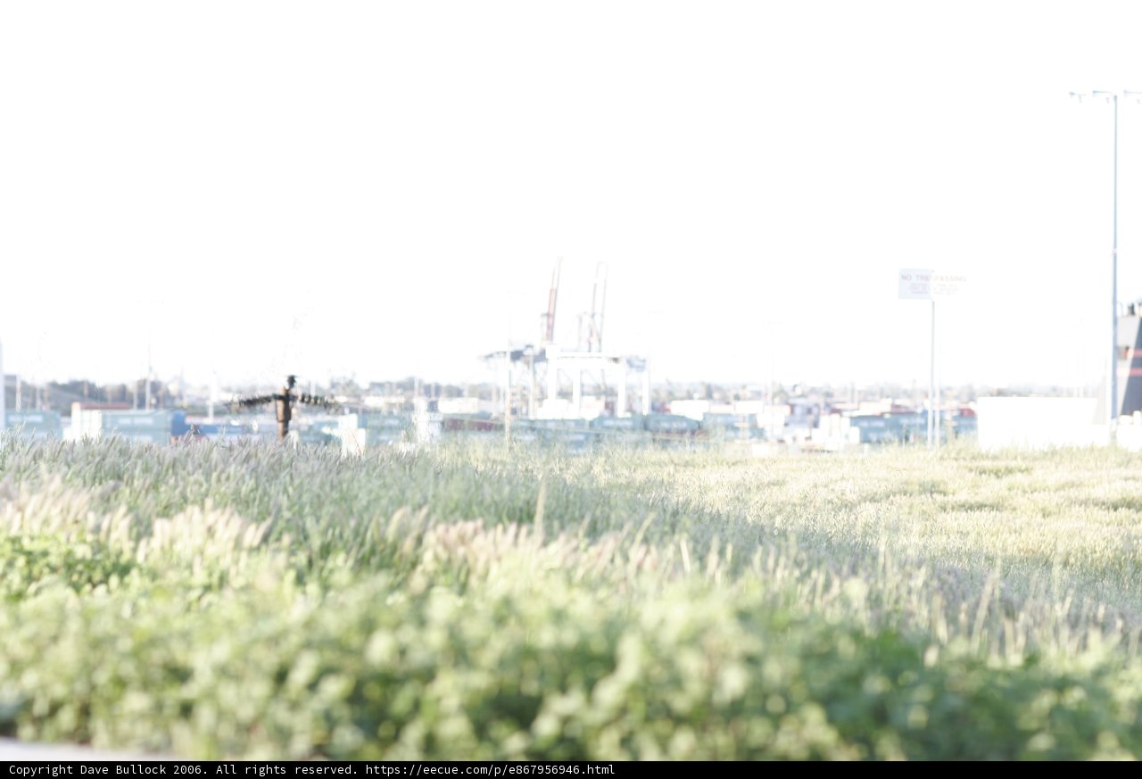 Standing in the Grass near the Urban Building