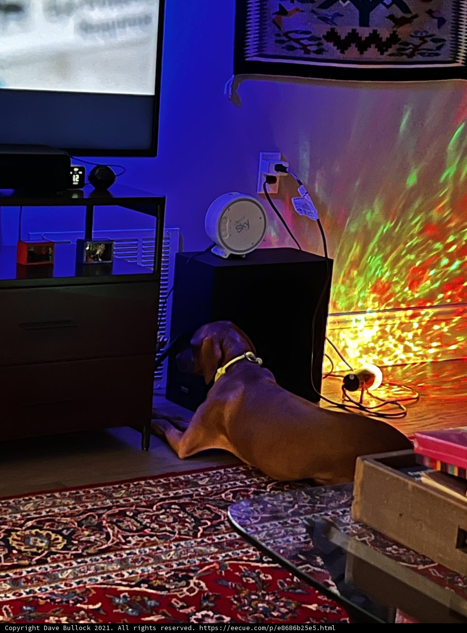 Furry Gamer