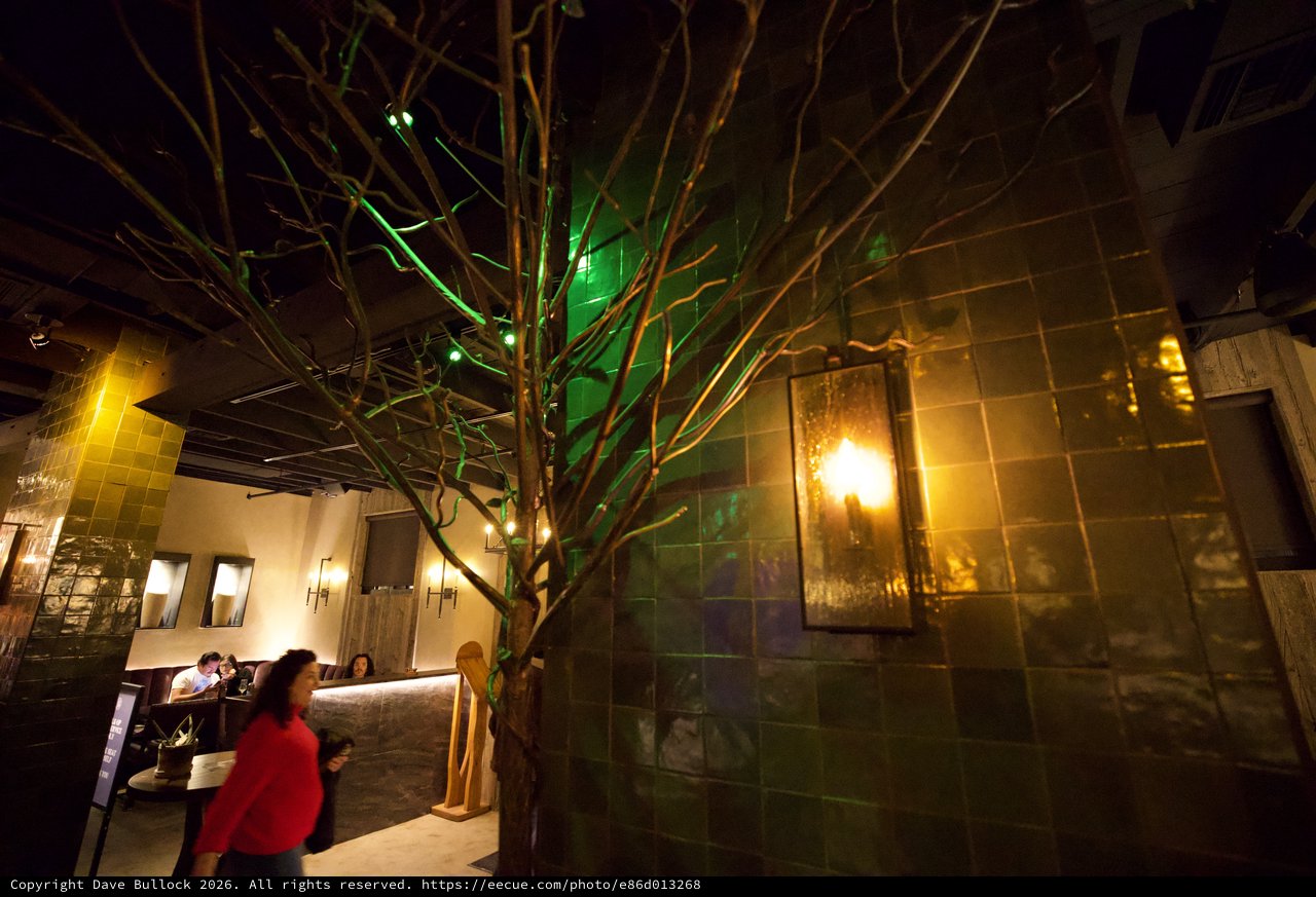 Illuminated Tree in Contemporary Restaurant Interior