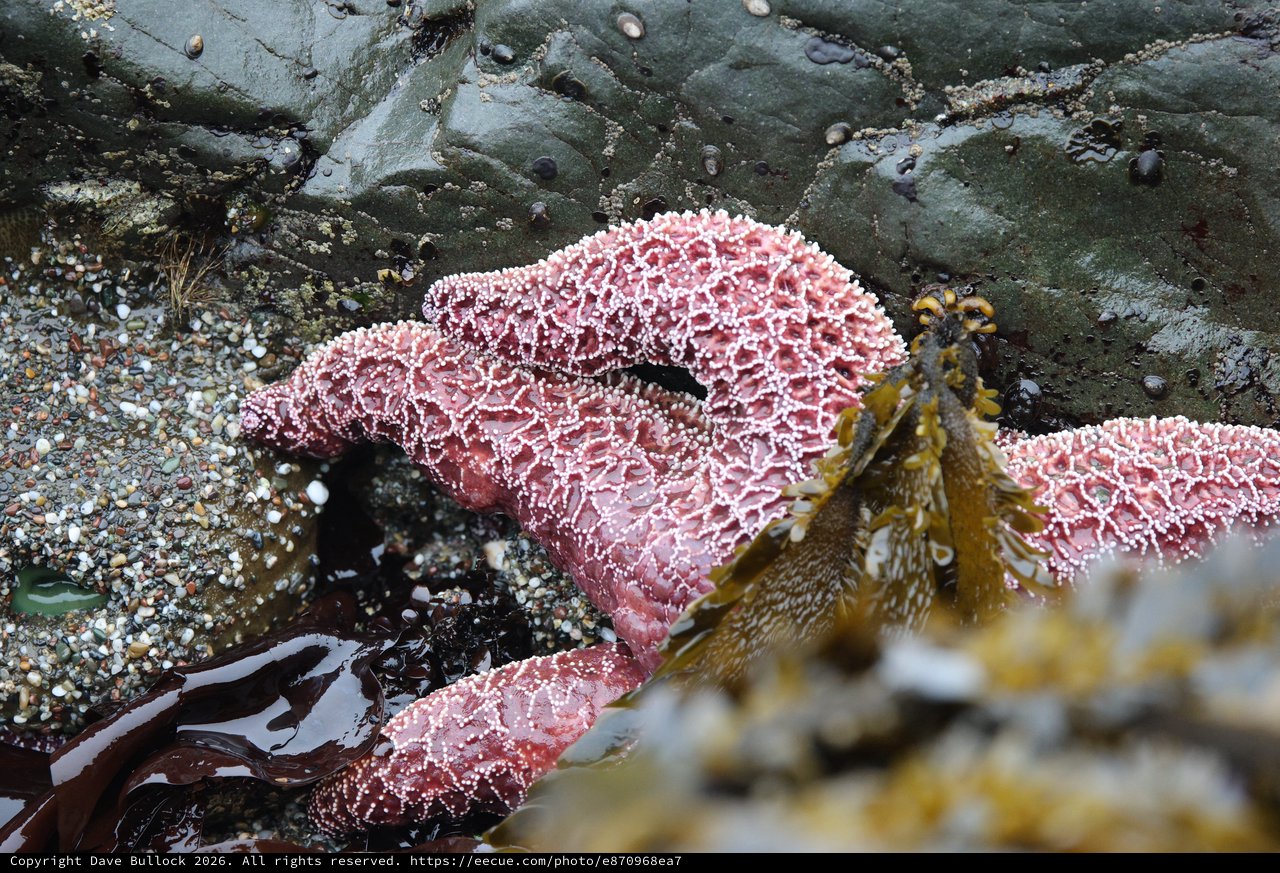 Vibrant Purple Sea Stars Clinging to Tidal Rocks