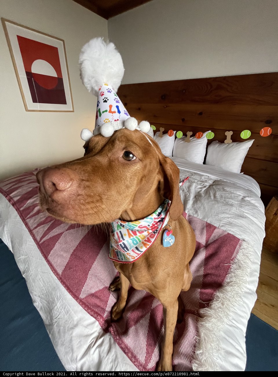 A Birthday Pup