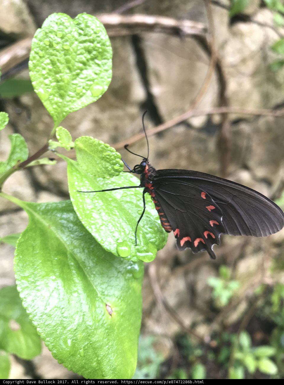 Black and Red Butterfly on a Leaf