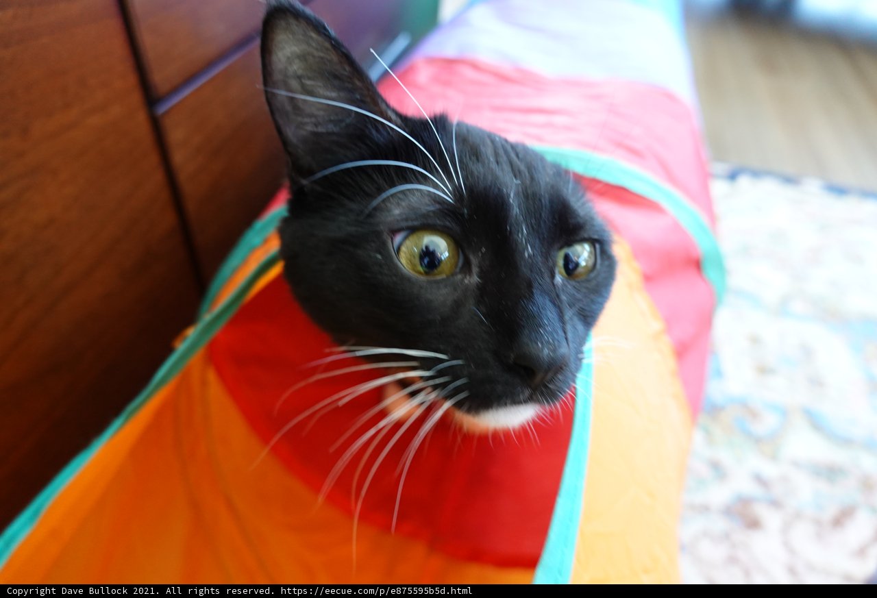 Peek-a-Boo Kitty