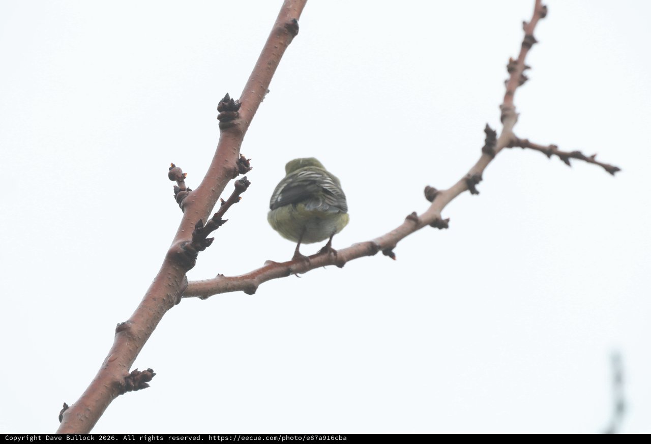 Puffed-Up Songbird Resting on Bare Winter Branch