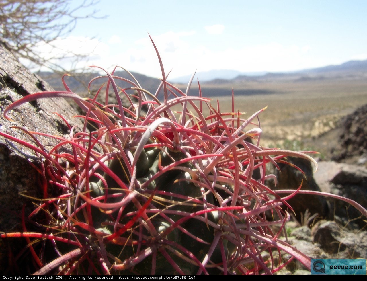 Desert Cactus with Red Stems