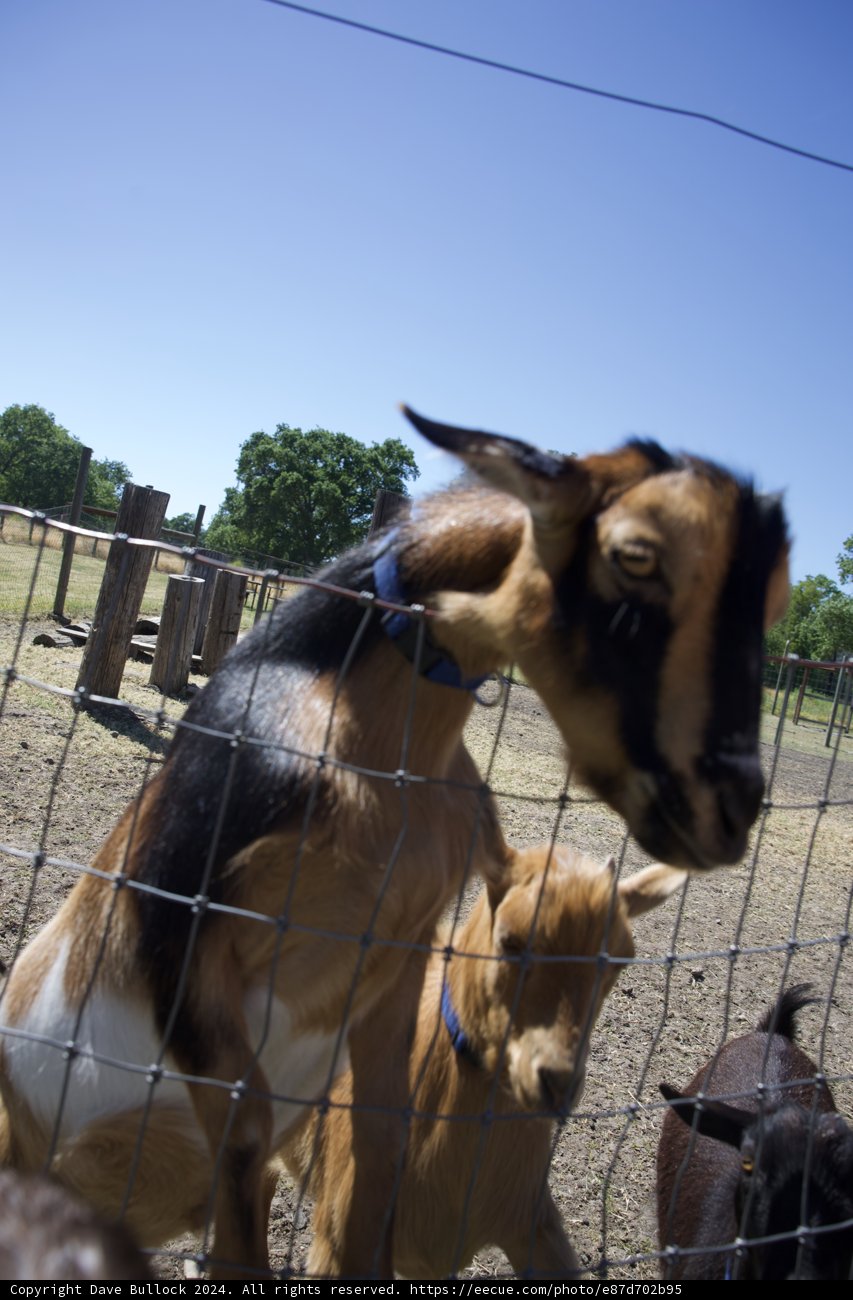 Curious Encounter at Calistoga