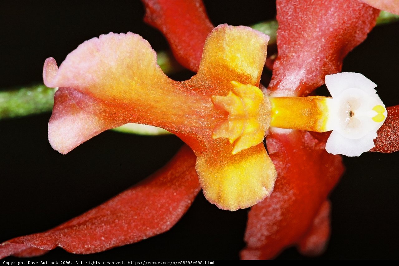 White-Centered Flower