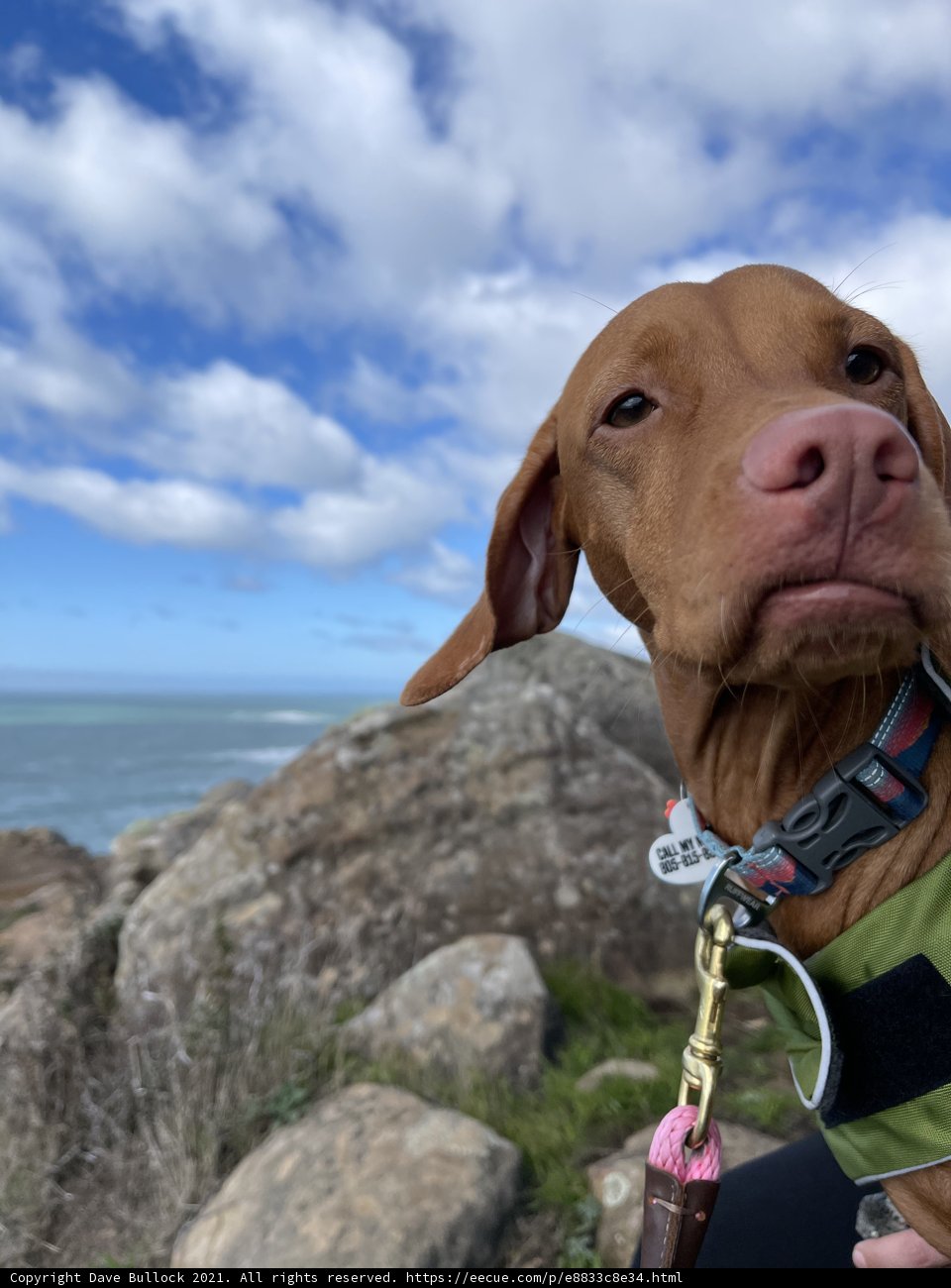 Blue Sky Adventure with Vizsla Hound