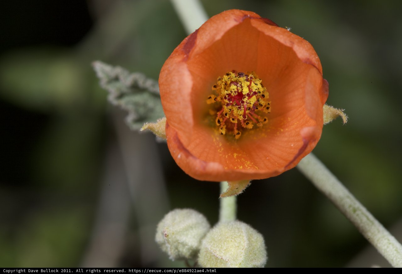 Red Centered Flower
