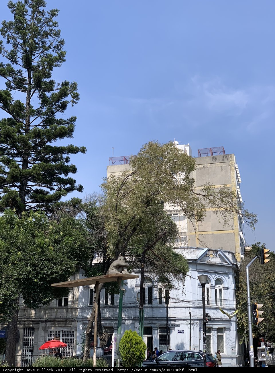 Majestic Fir Tree in Front of Urban Building