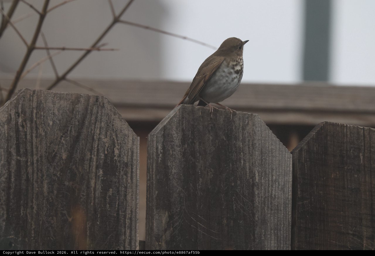 Hermit Thrush Perched on Weathered Wooden Fence