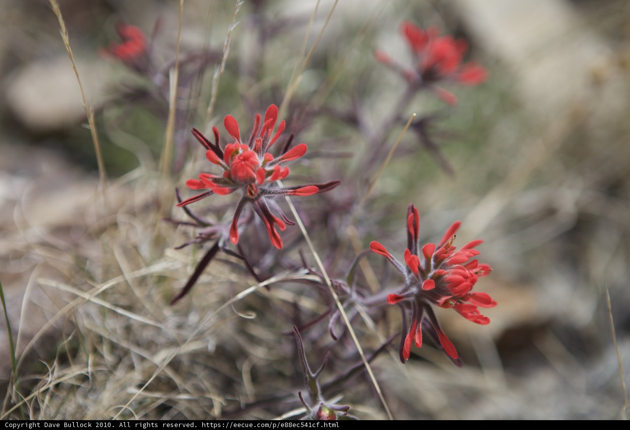 Small Red Flower in the Grass