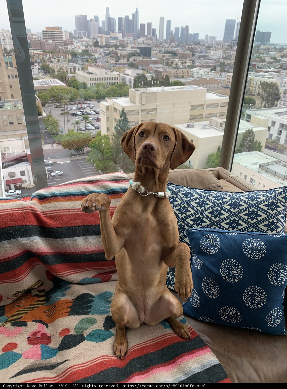 Cozy Canine Couch Time