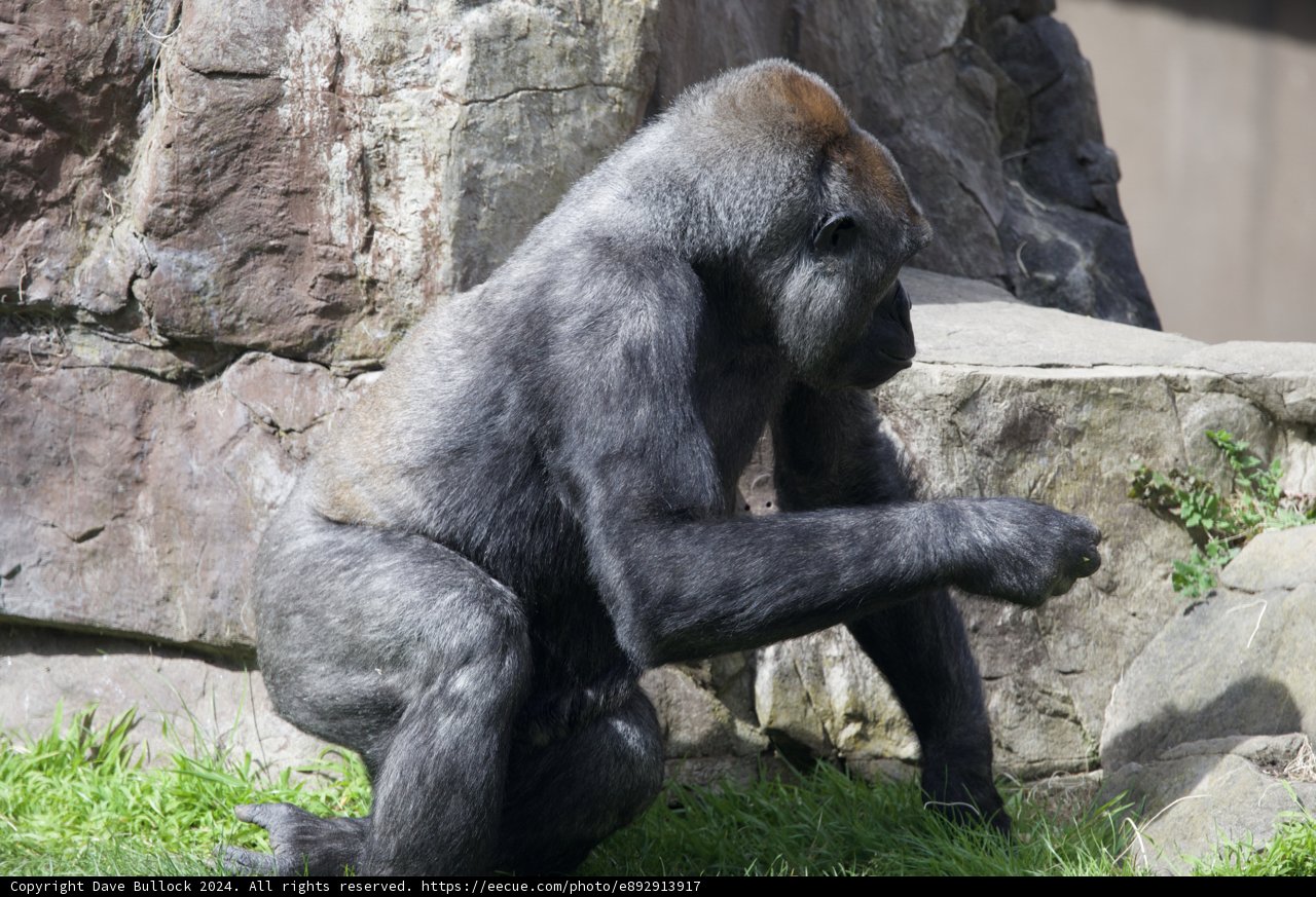 Contemplative Gorilla at SF Zoo