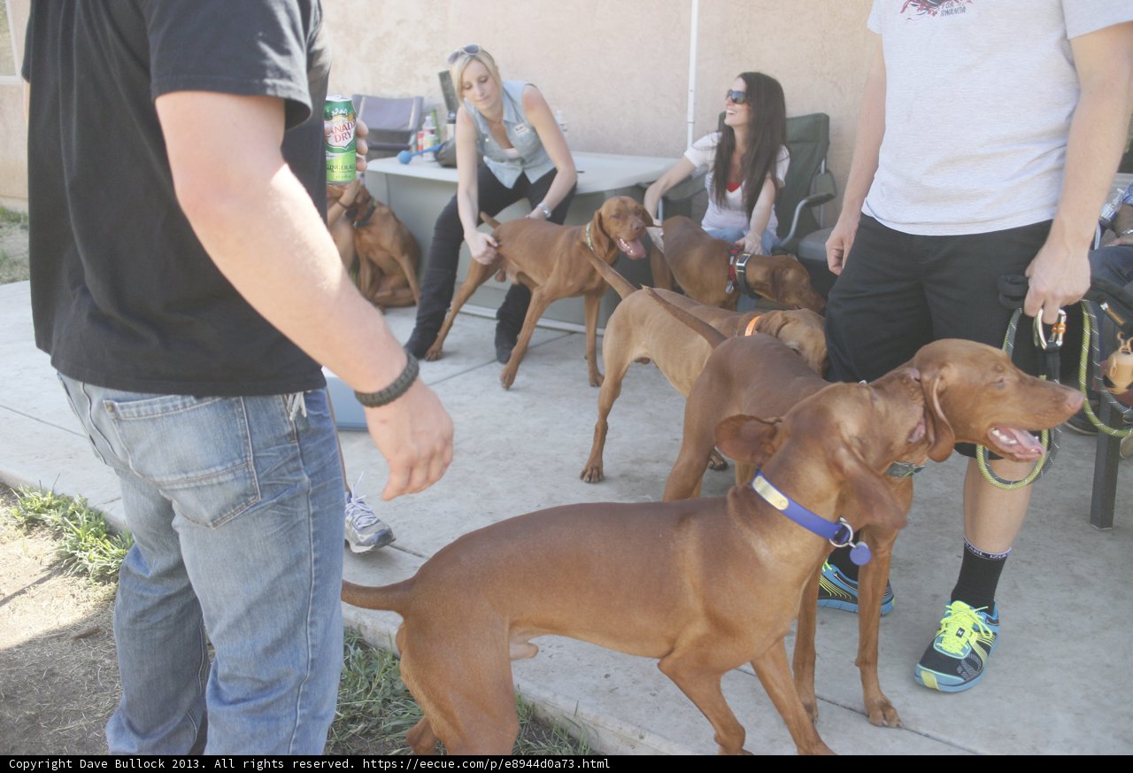 A Pack of Paws and People