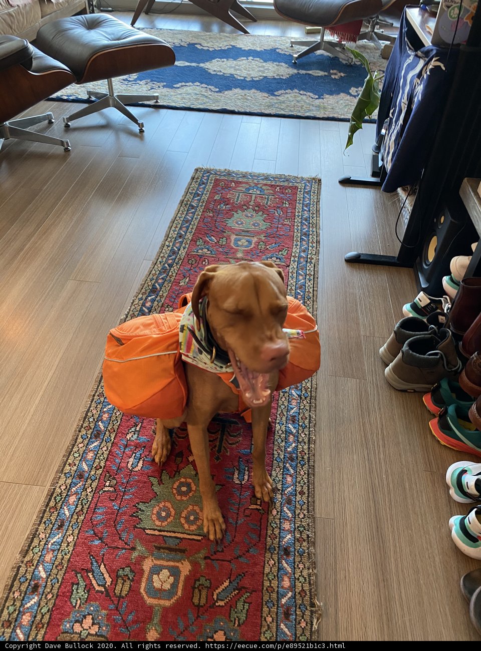 Backpacking Pup