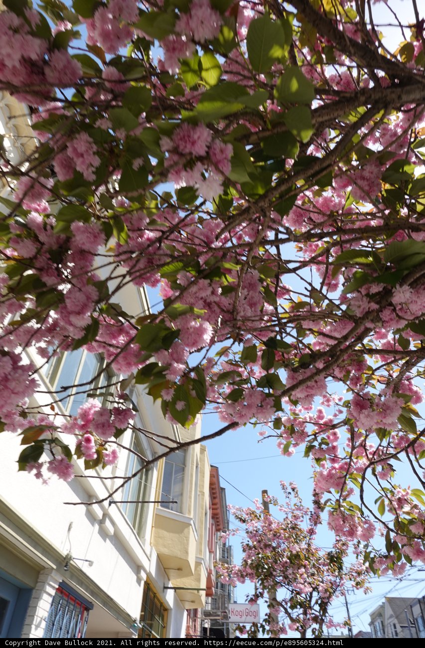 Blossoming Cherry Tree on a San Francisco Street